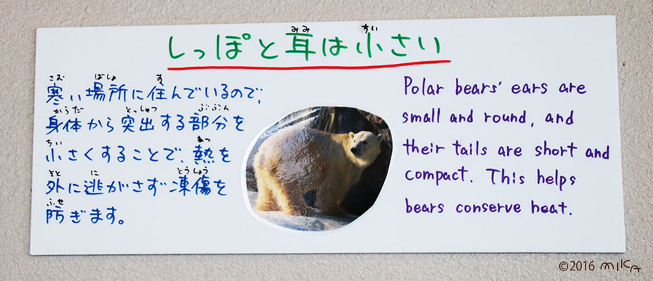しっぽと耳は小さい（旭山動物園の看板）