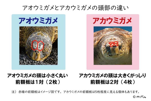 アオウミガメとアカウミガメの頭部の違い