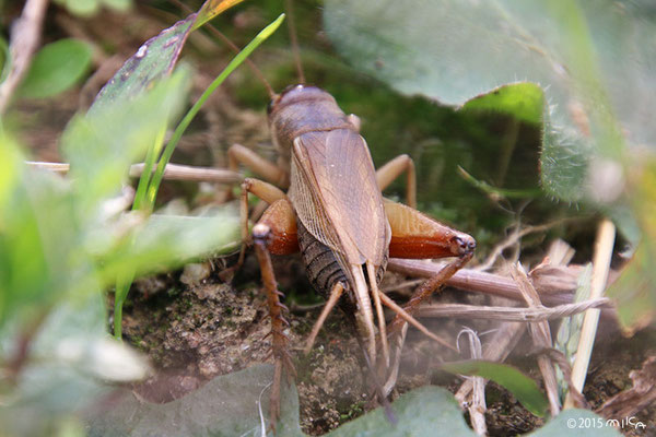 コオロギ Cricket 工房momo