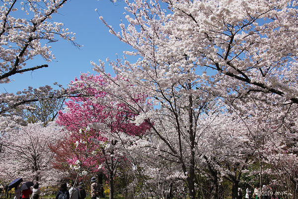 京都府立植物園の桜