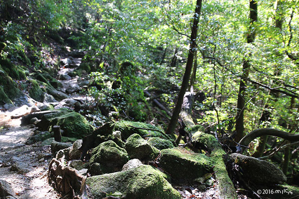 屋久島の登山道