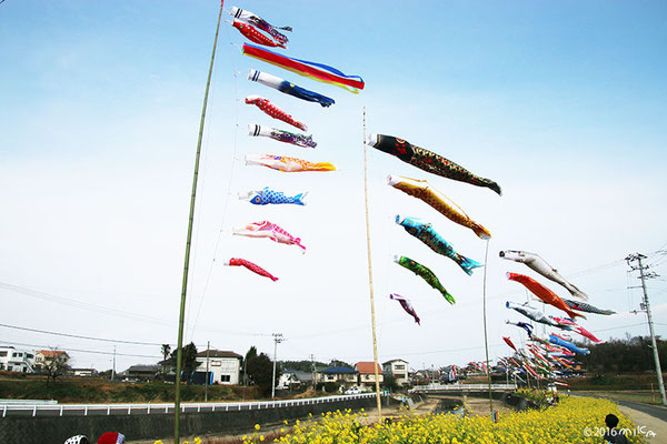 正月を祝うこいのぼり（高松春日川土手沿い）