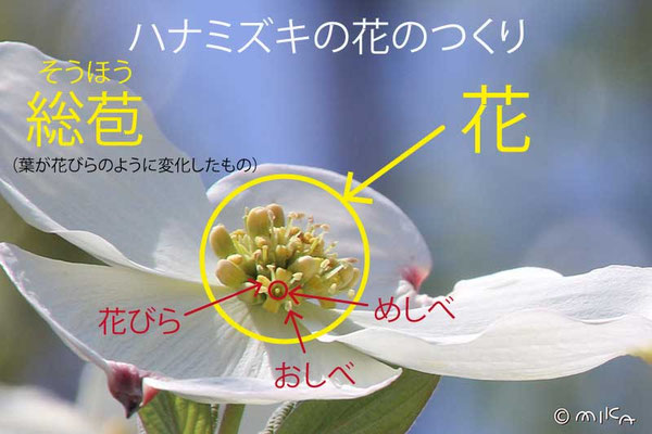 ハナミズキの花のつくり