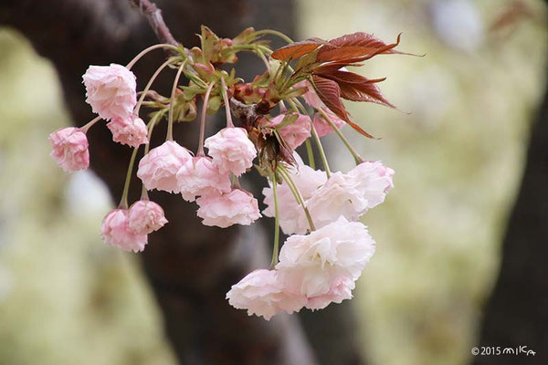 普賢象（ふげんぞう）平成20年の「今年の花」／造幣局桜の通り抜け