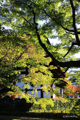 東福寺の少し色づき始めたころ（11月上旬）