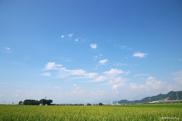 初秋の日の田（８月８日）