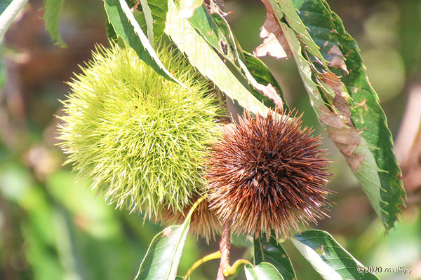 だんだん茶色に色づく頃（９月下旬）