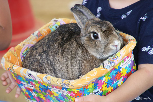 グレーのうさぎ②（神戸市立森林植物園）