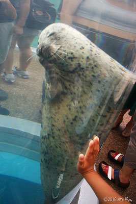 ゴマフアザラシ（京都水族館）②