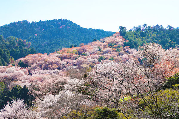 吉野山の桜（中千本より）