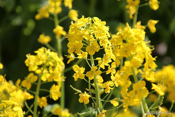 街中の菜の花（４月）