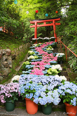 眼力稲荷社のおいなり花階段（柳谷観音）