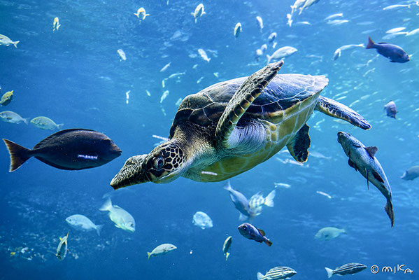 アオウミガメ（京都水族館）