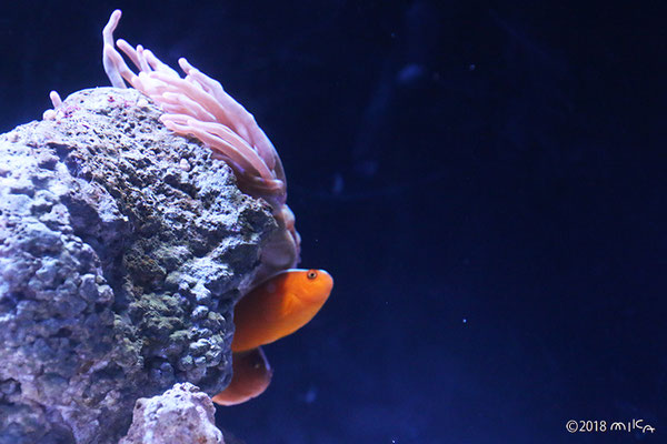 セジロクマノミ（京都水族館）