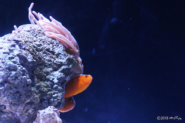 セジロクマノミ（京都水族館）