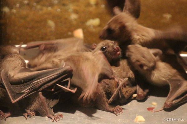 エジプトルーセットオオコウモリ（エサを食べたあと）天王寺動物園