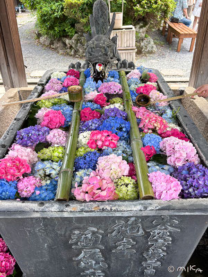 アジサイの大きな花手水（柳谷観音）