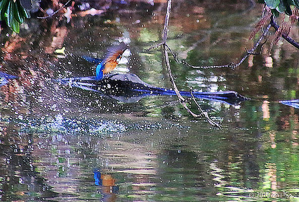 川の上でエサをねらうカワセミ