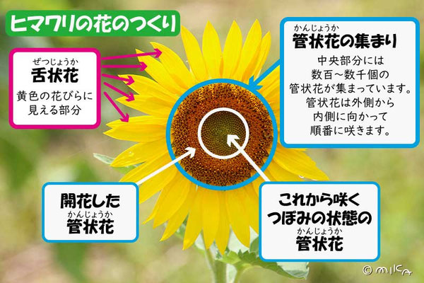 ヒマワリの花のつくり①