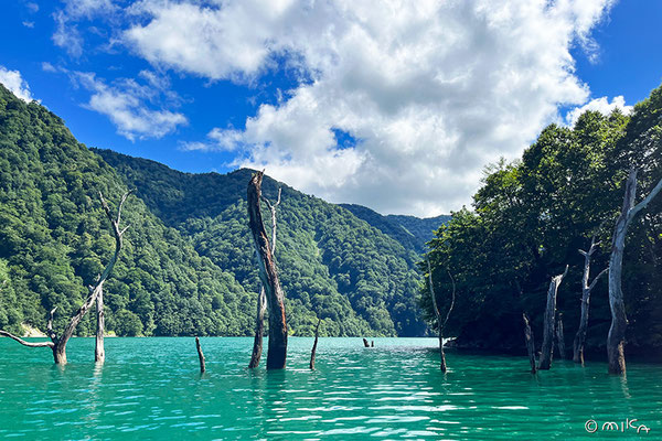 白水湖からのぞく樹木