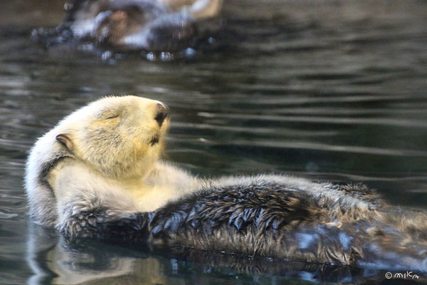 浮かんで目をつぶっているラッコ（神戸市立須磨海浜水族園）