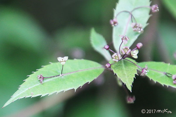 ヒマラヤハナイカダの雄花（花がたくさん）京都府立植物園