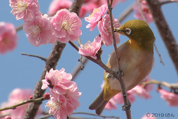 めじろと梅（万博記念公園）大阪府Iさん