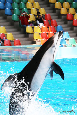 カマイルカの立ち泳ぎ（白浜アドベンチャーワールド）