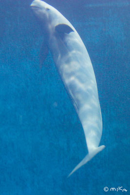 スナメリ立ったよう（鳥羽水族館）