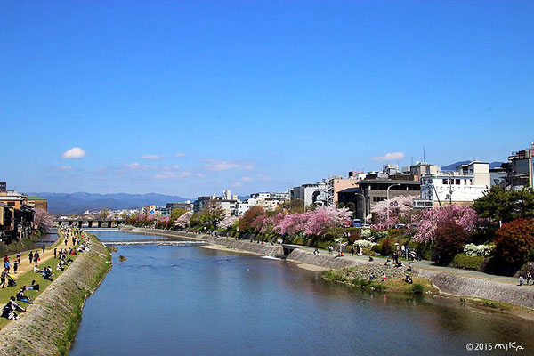 春の賀茂川