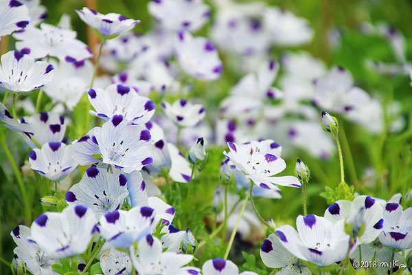 ネモフィラ・マキュラータの花畑