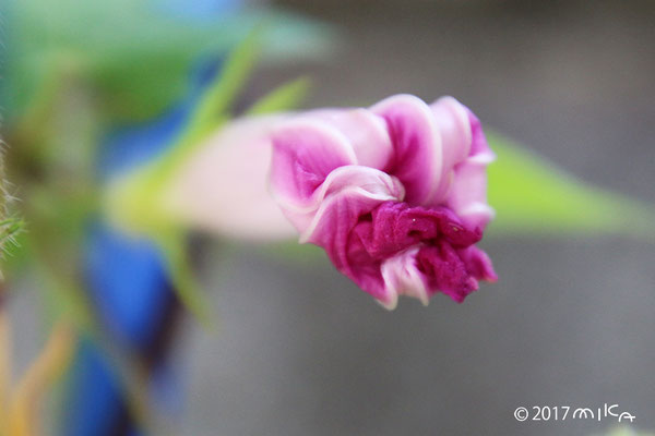 あさがおの 花がしぼんだところ（正面から）