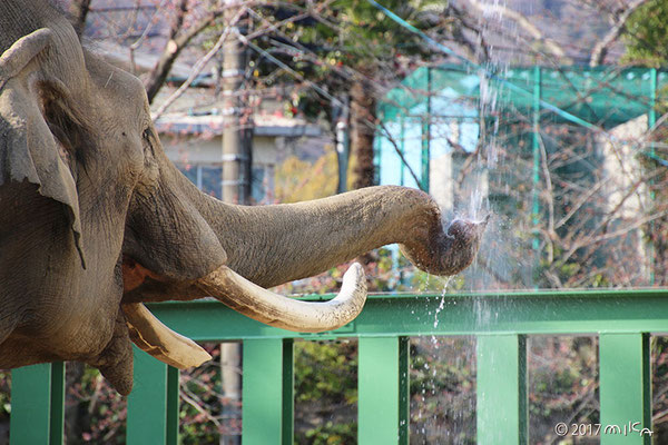 水を飲むアジアゾウ①（神戸市立王子動物園2017年）
