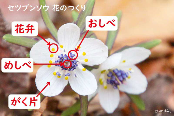Amazon.co.jp: 節分草 セツブンソウ 1球入り 7.5cmポット苗 2