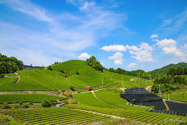 「石寺の茶畑」①（京都府和束町）
