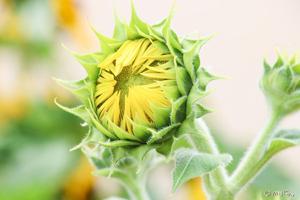 ヒマワリの花が咲くところ①