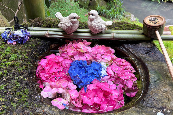 柳谷観音 楊谷寺のあじさいの花手水①（ハート）
