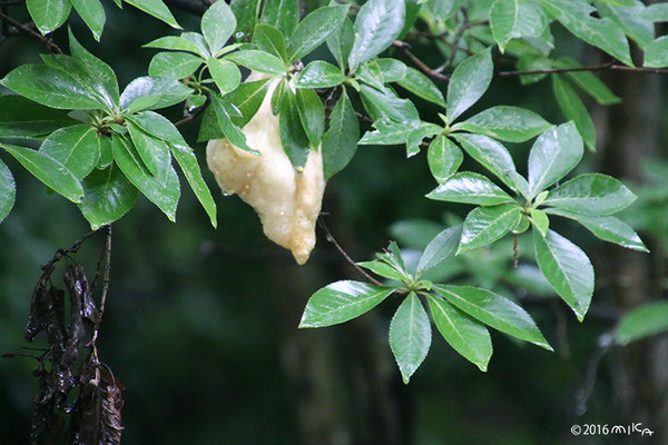 モリアオガエルのたまご（神戸市立森林植物園）④