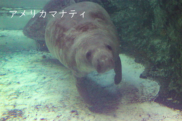 アメリカマナティ（新屋島水族館／香川県）