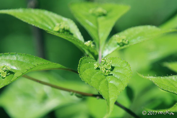 ハナイカダの雄花②（六甲高山植物園）