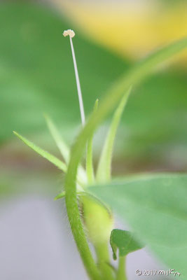 あさがおの花が落ちたところ