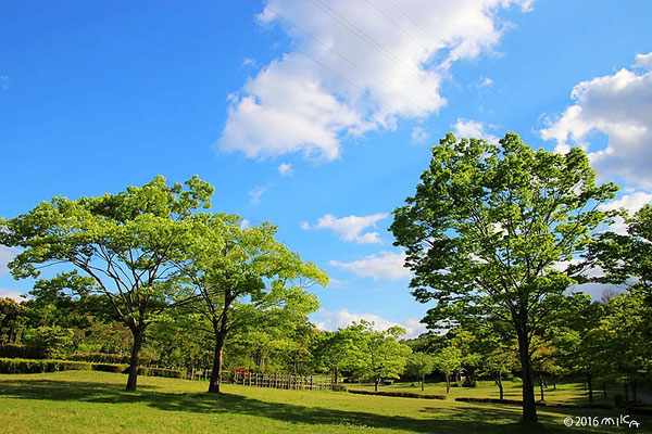 五月晴れの公園