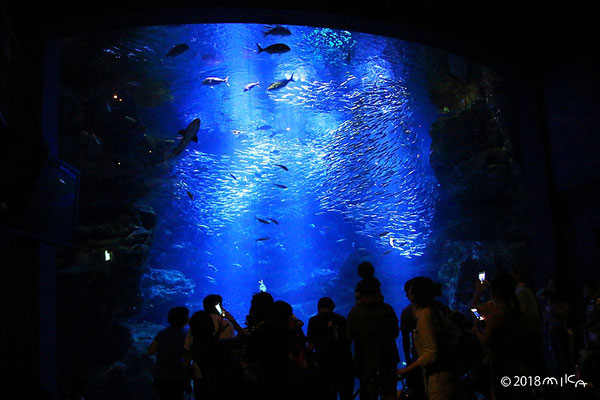 京都水族館の大水槽