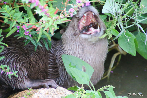コツメカワウソ獲物をしとめる