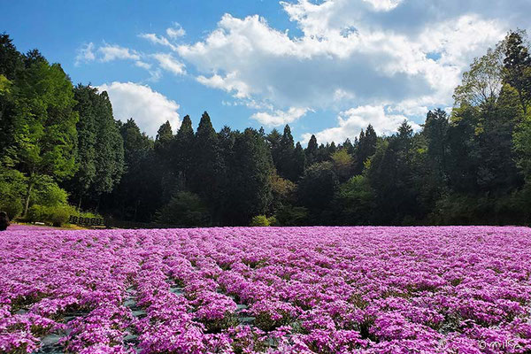 シバザクラの花畑（花のじゅうたん／三田市）