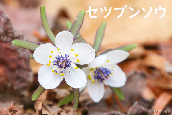 セツブンソウ（Eranthis pinnatifida） - 『工房momo』