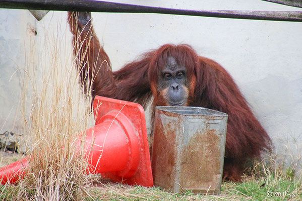 スマトラオランウータンの「アキちゃん」③（東山動物園）