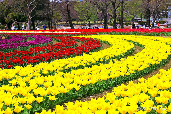 チューリップの花園③（万博記念公園自然文化園）