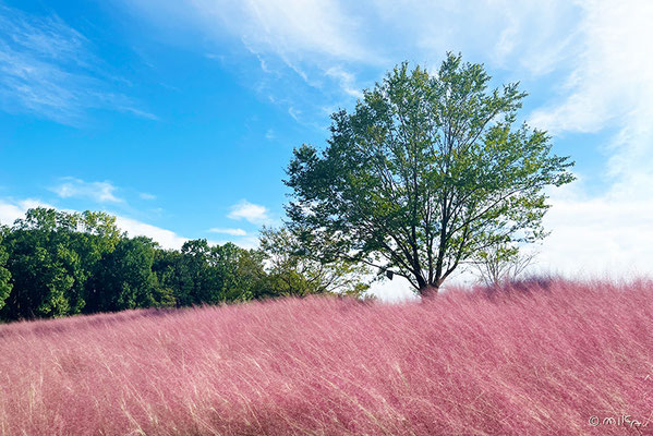 ミューヘンベルギア・カピラリスの丘③（万博記念公園）