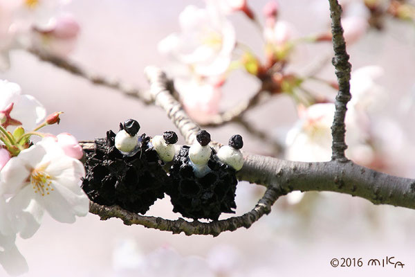 お花見のまっくろくろすけ